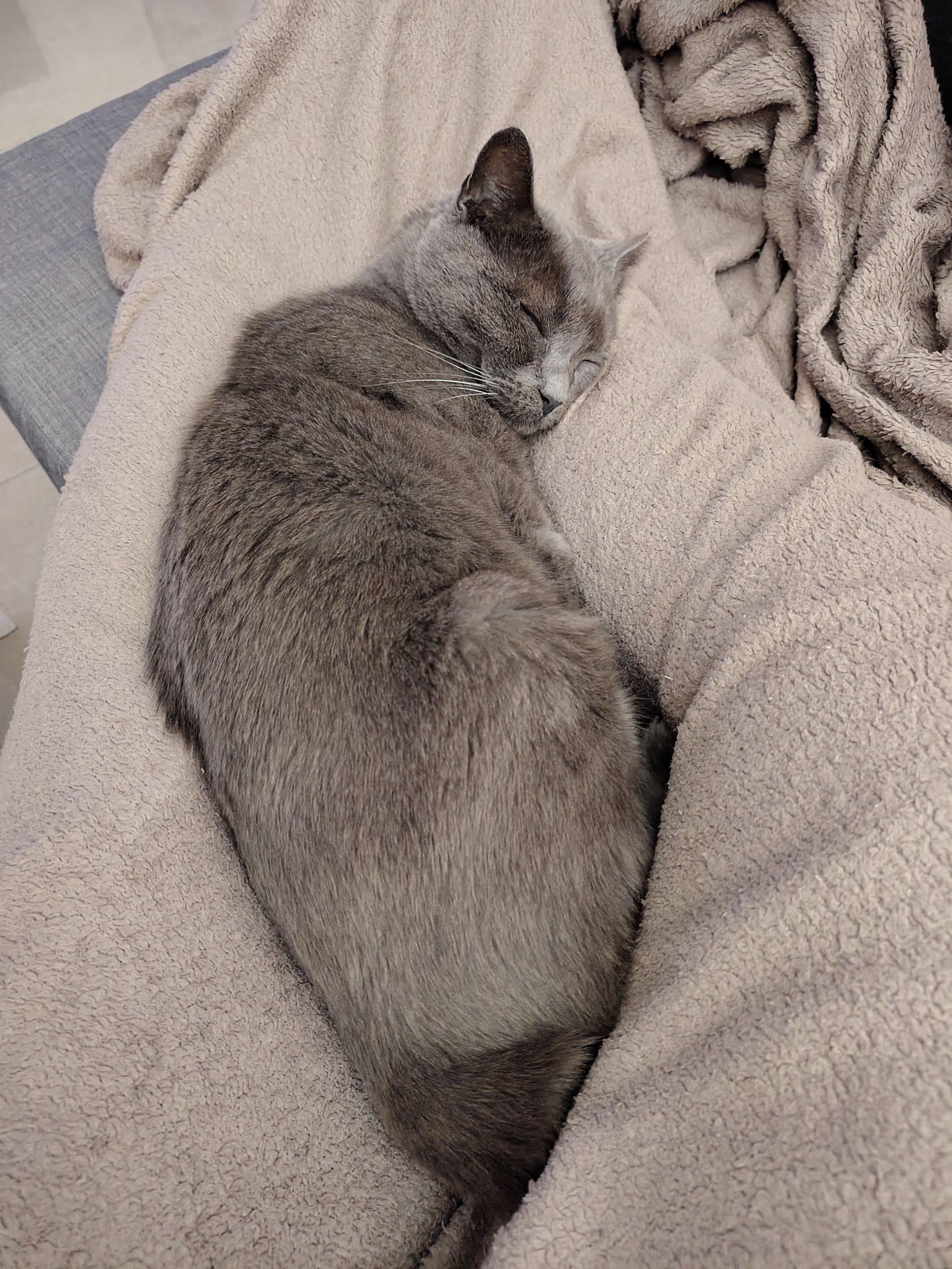 my cat sleeping between my legs