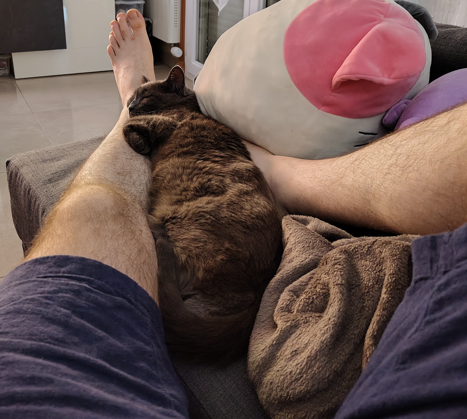 my cat sleeping between my legs