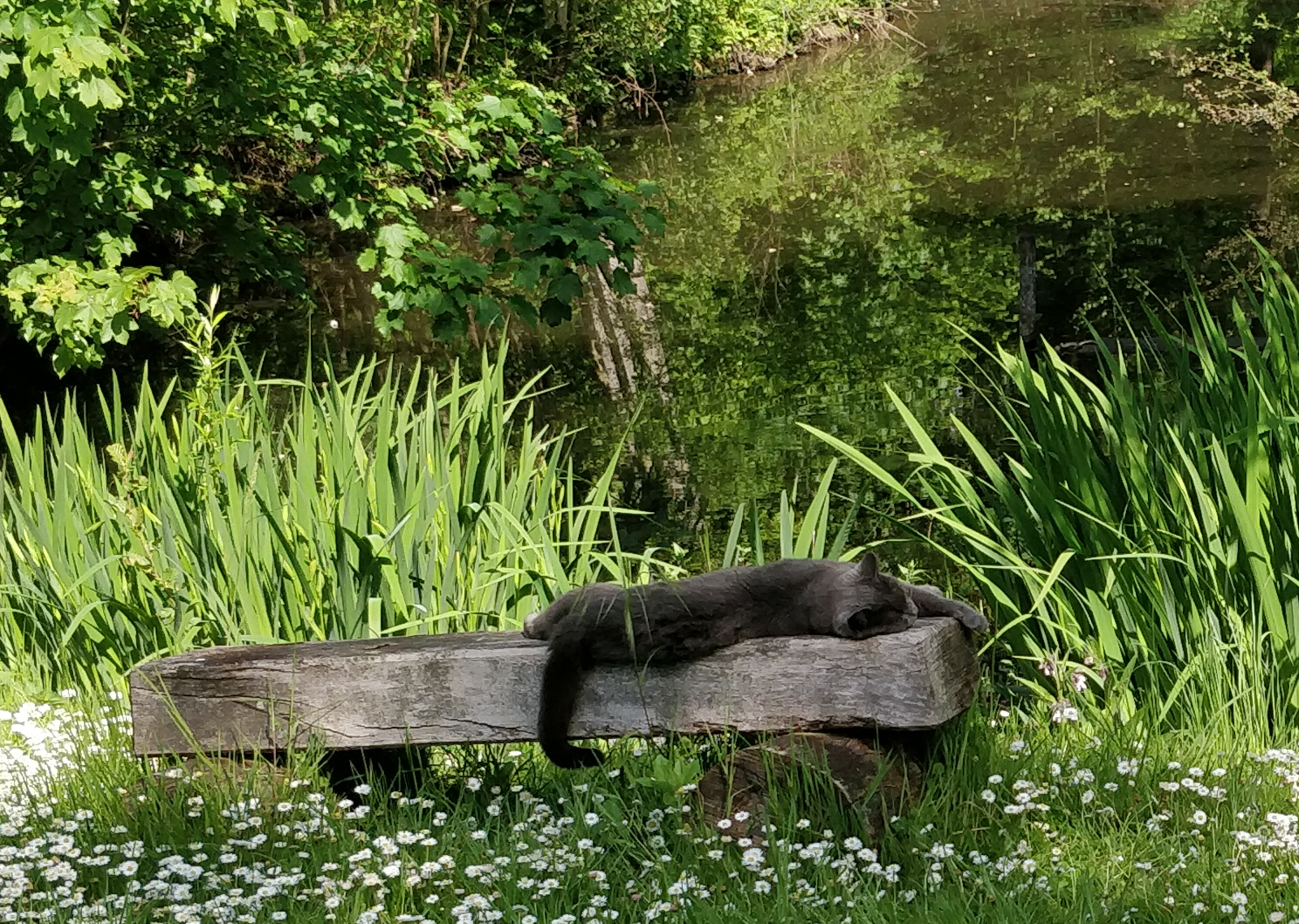 my cat sleeping on a bench in front of a pond