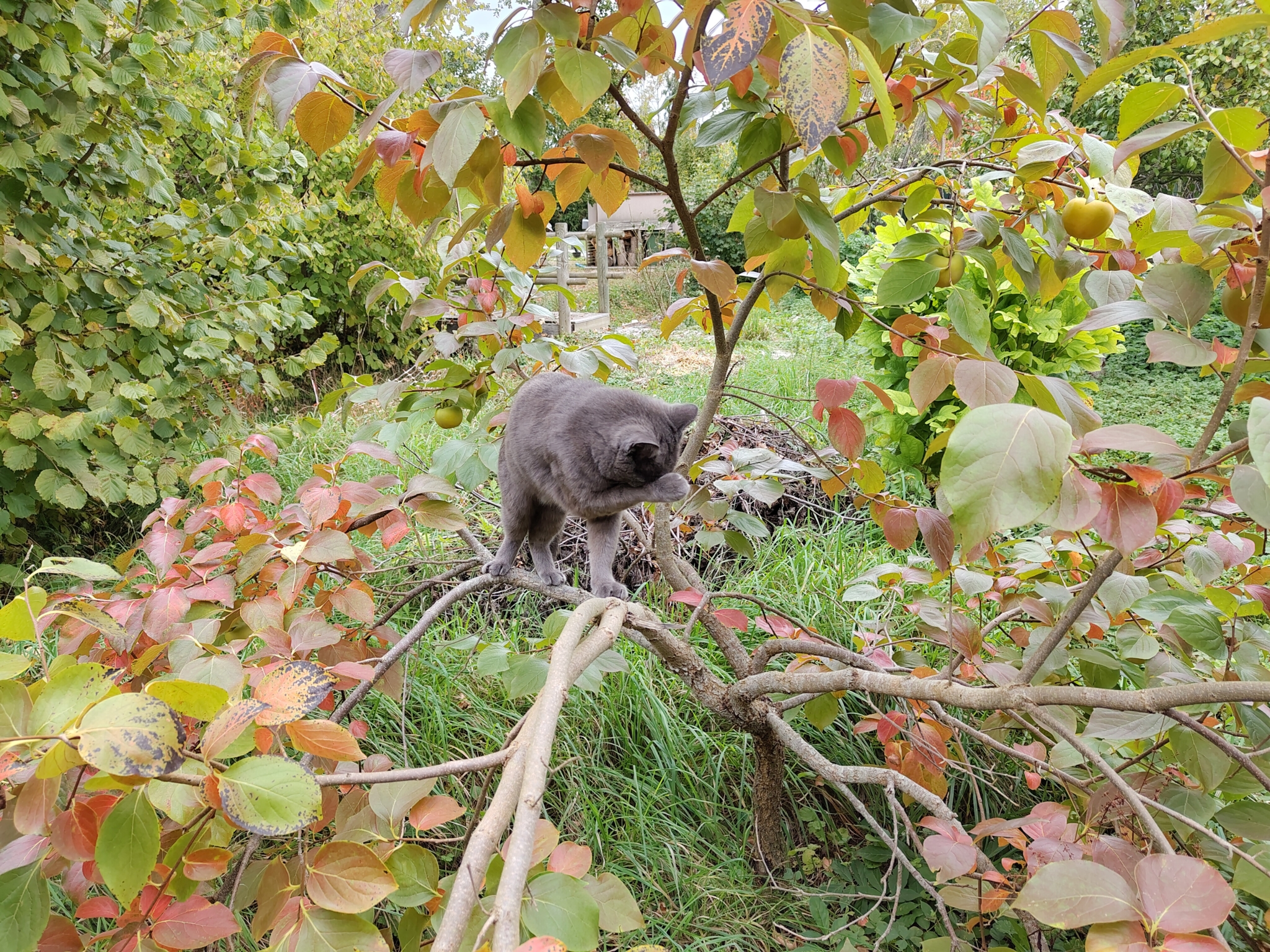my cat in a tree cleaning up himself