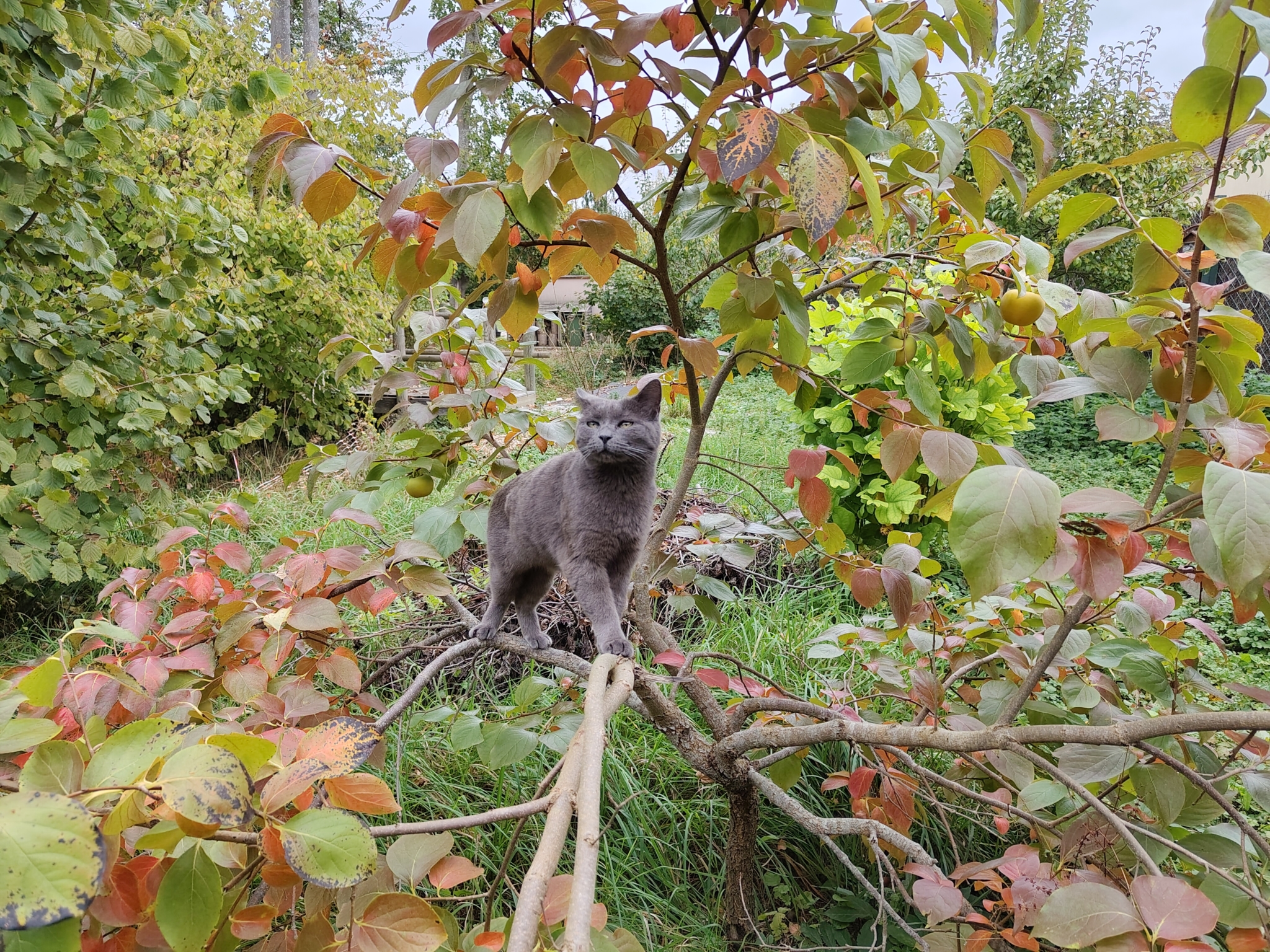 my cat in a tree looking at something behind photograph