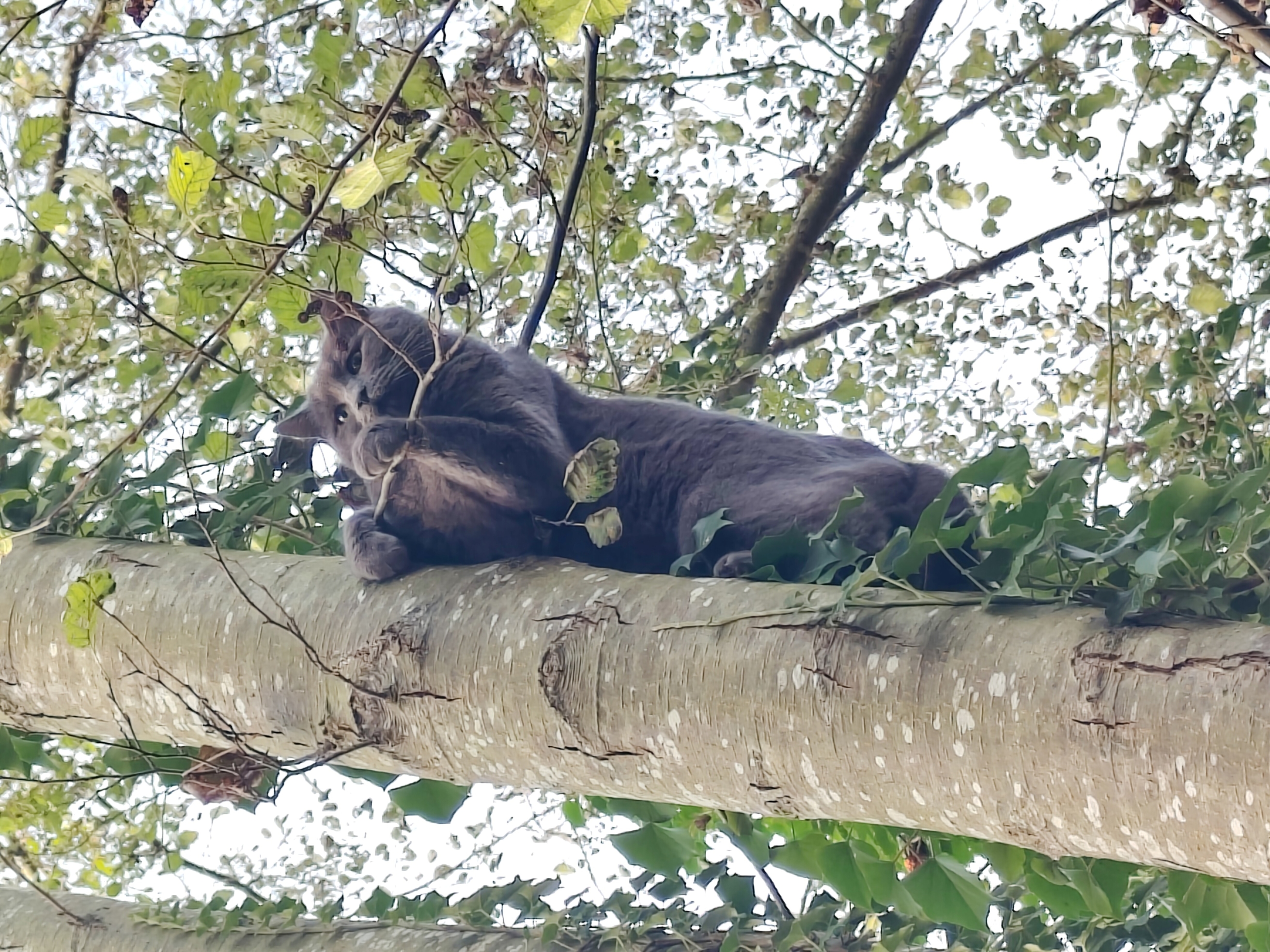 my cat in a tree, hanging on a branch
