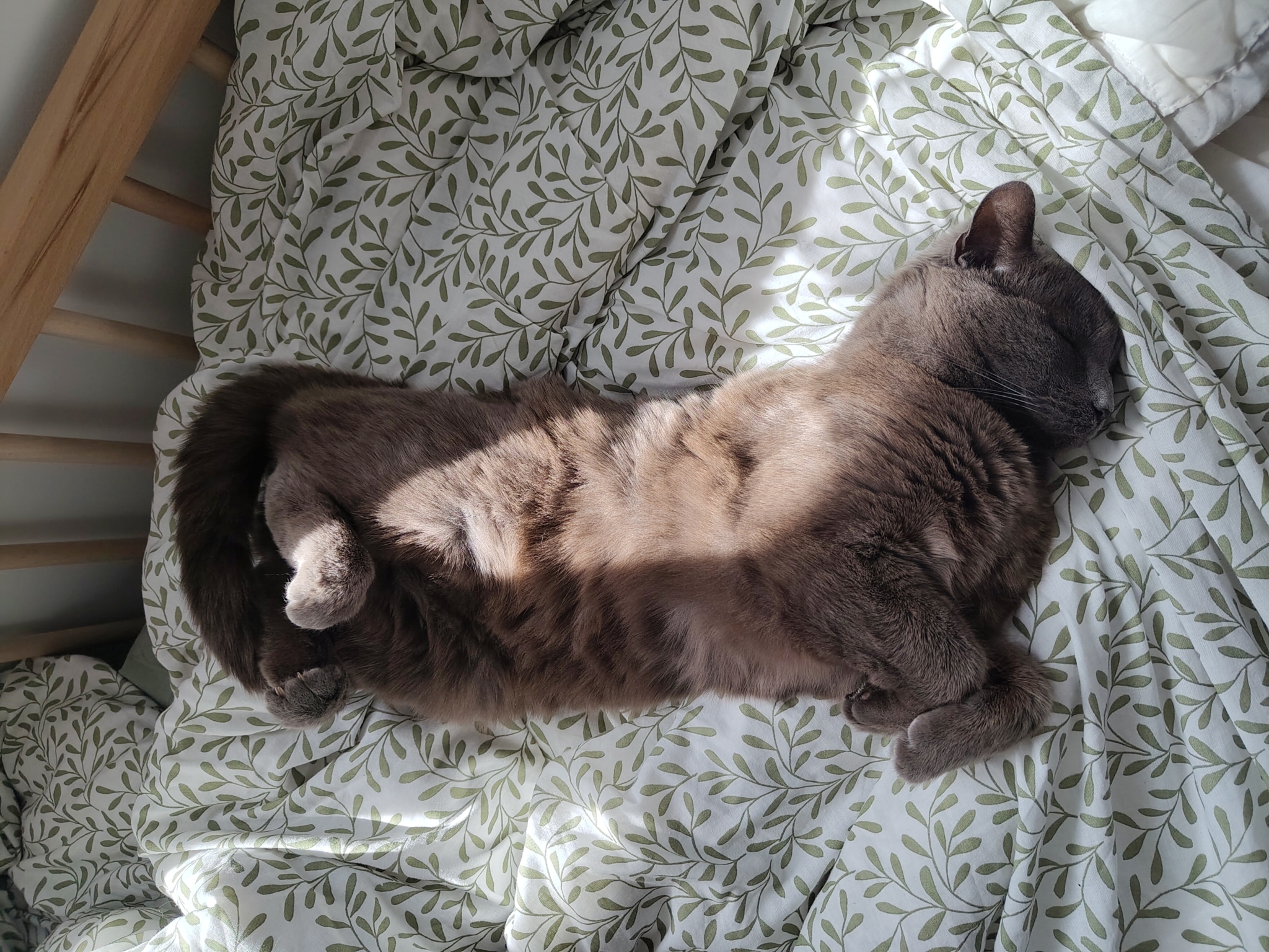 my cat lying on his back on a bed